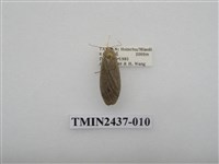 藏品(淡墨苔蛾)的圖片